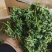 2024年精品烘干宠物苜蓿草有草杆纯苜蓿草叶子支持批发零