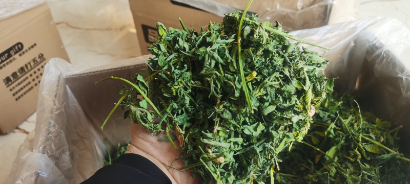 2024年精品烘干宠物苜蓿草有草杆纯苜蓿草叶子支持批发零