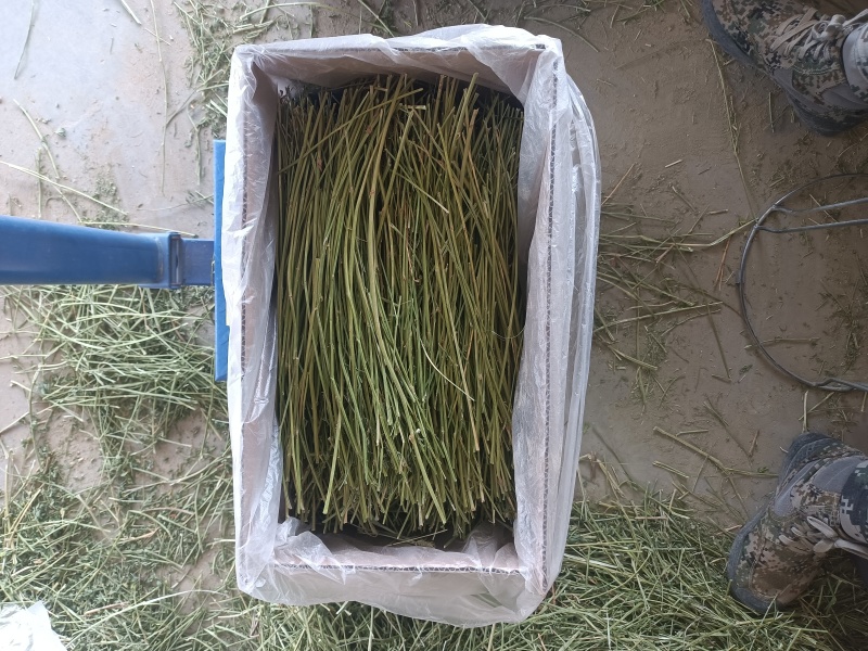 2024年精品烘干宠物苜蓿草有草杆纯苜蓿草叶子支持批发零