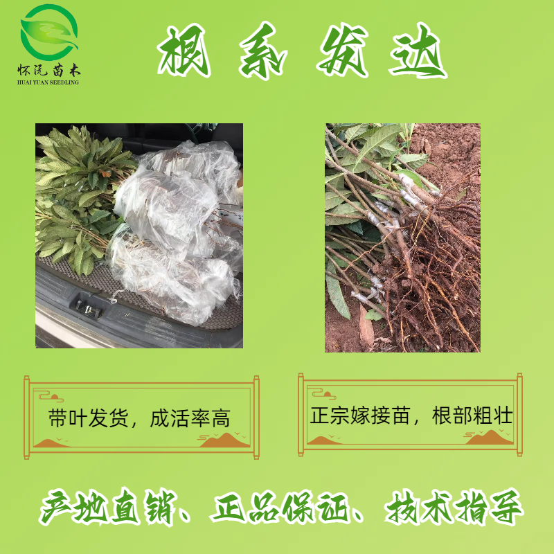 大五星枇杷苗大枇杷苗嫁接苗产地直销【批发】技术指导