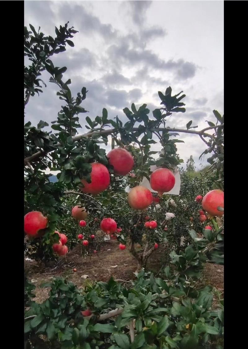 会理石榴各种规格包装对接，量大从优，一次合作终身朋友！