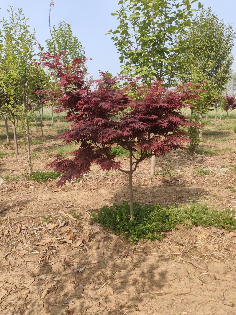 苗圃供应5公分6公分日本红枫