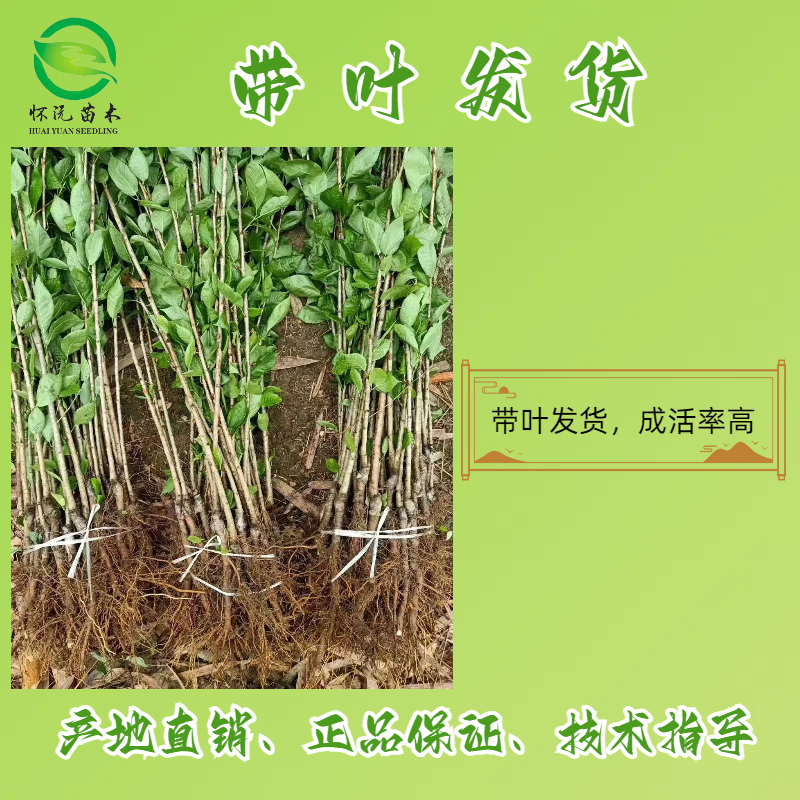 红妃樱桃树苗红灯樱桃苗嫁接苗产地直销【批发】技术指导