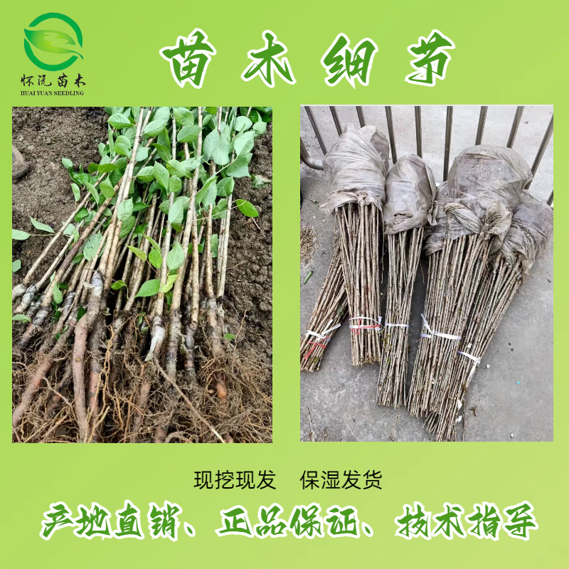 红妃樱桃树苗红灯樱桃苗嫁接苗产地直销【批发】技术指导