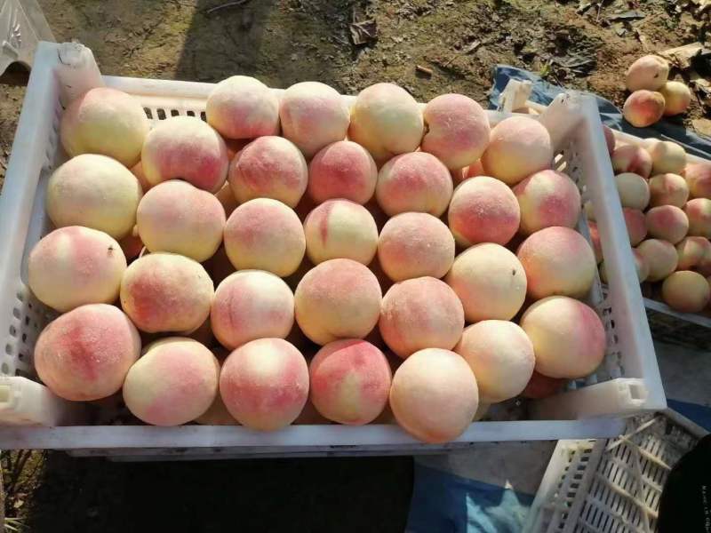 精品桃子北京14号桃子货源充足量大从优质量保证欢迎咨