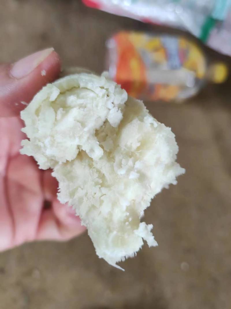 广东白皮白心牛奶人参薯，粉糯香甜，长期有货，有需要联系我
