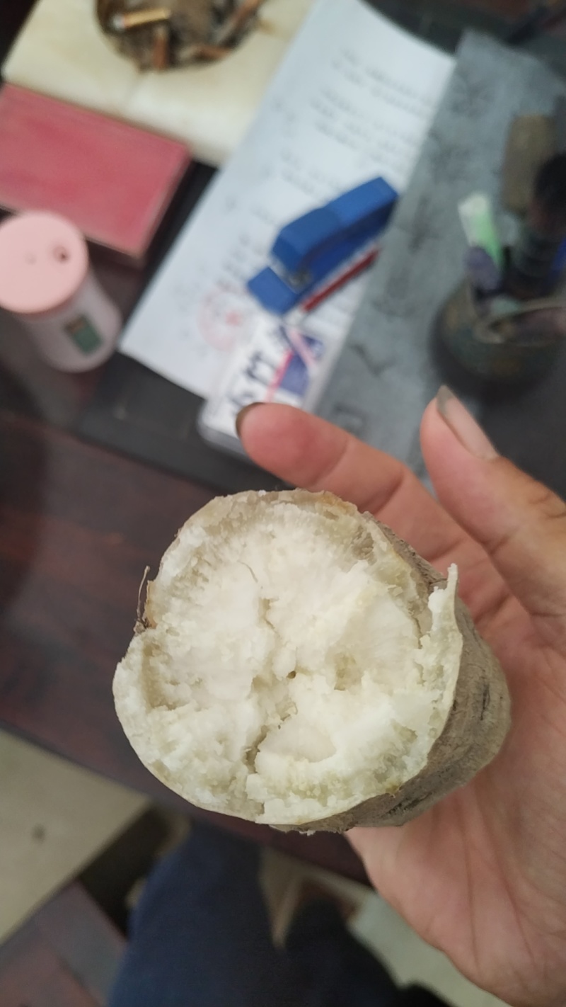 广东白皮白心牛奶人参薯，粉糯香甜，长期有货，有需要联系我