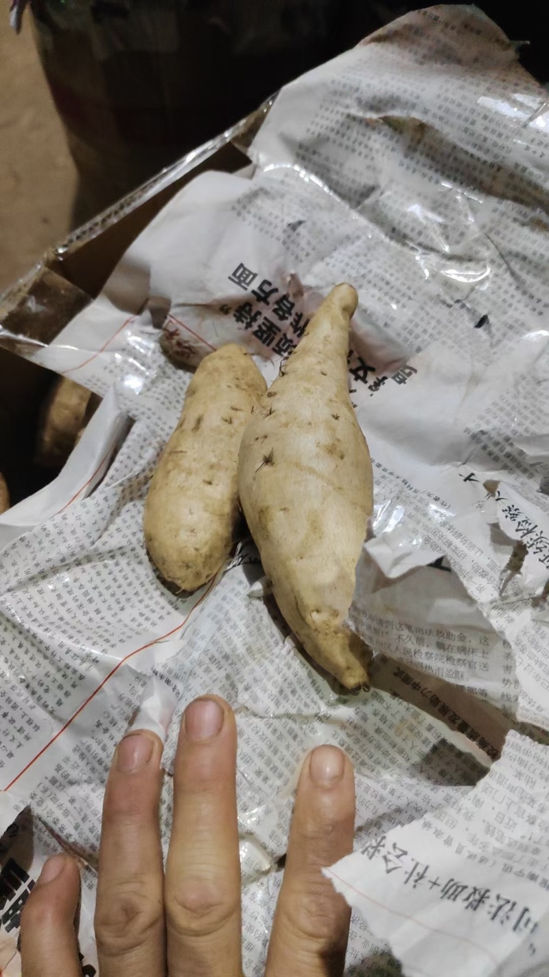 广东白皮白心牛奶人参薯，粉糯香甜，长期有货，有需要联系我