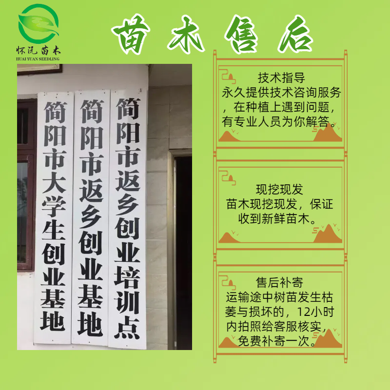 红心柚蜜柚苗黄金柚子嫁接苗产地直销【批发】技术指导