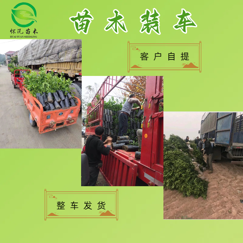 红心柚蜜柚苗黄金柚子嫁接苗产地直销【批发】技术指导