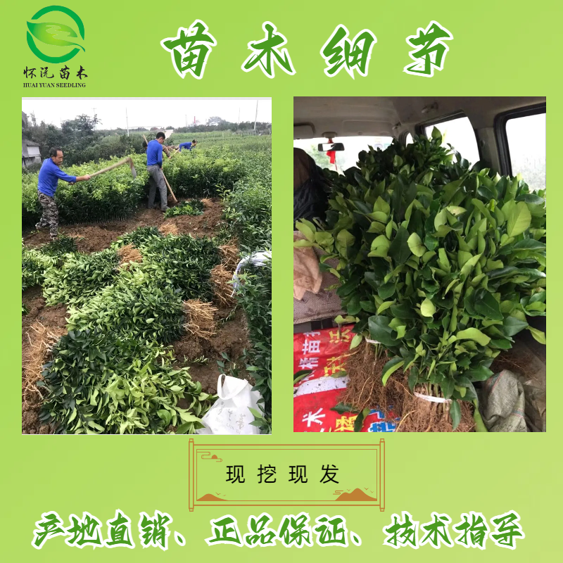 红心柚蜜柚苗黄金柚子嫁接苗产地直销【批发】技术指导