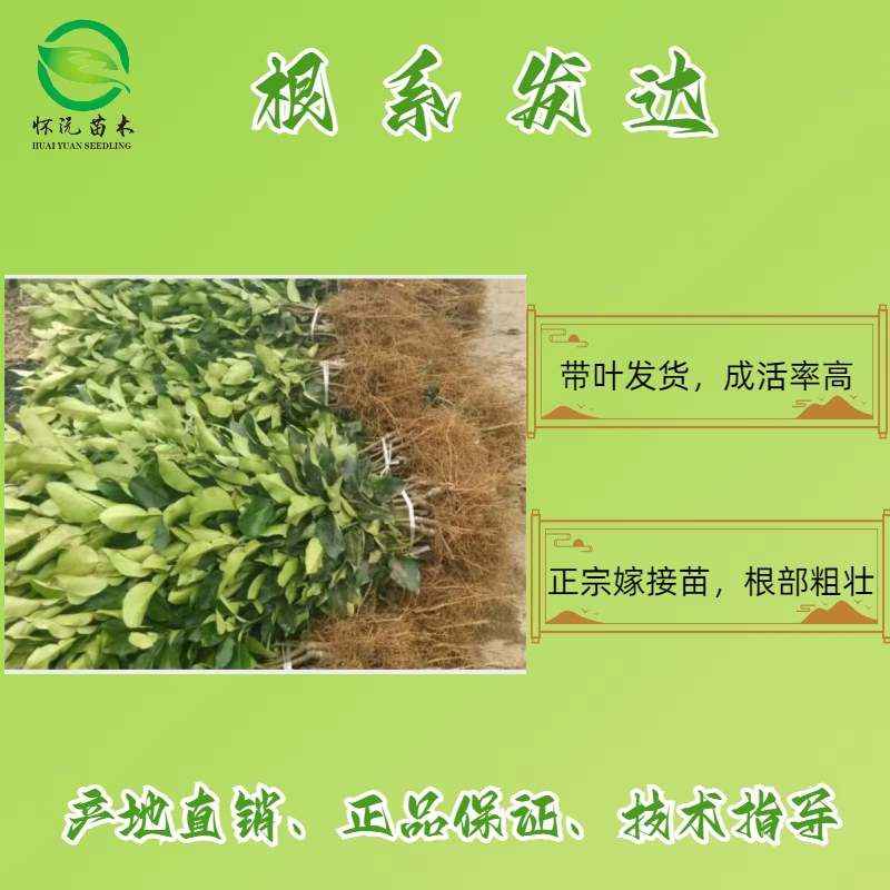 红心柚蜜柚苗黄金柚子嫁接苗产地直销【批发】技术指导