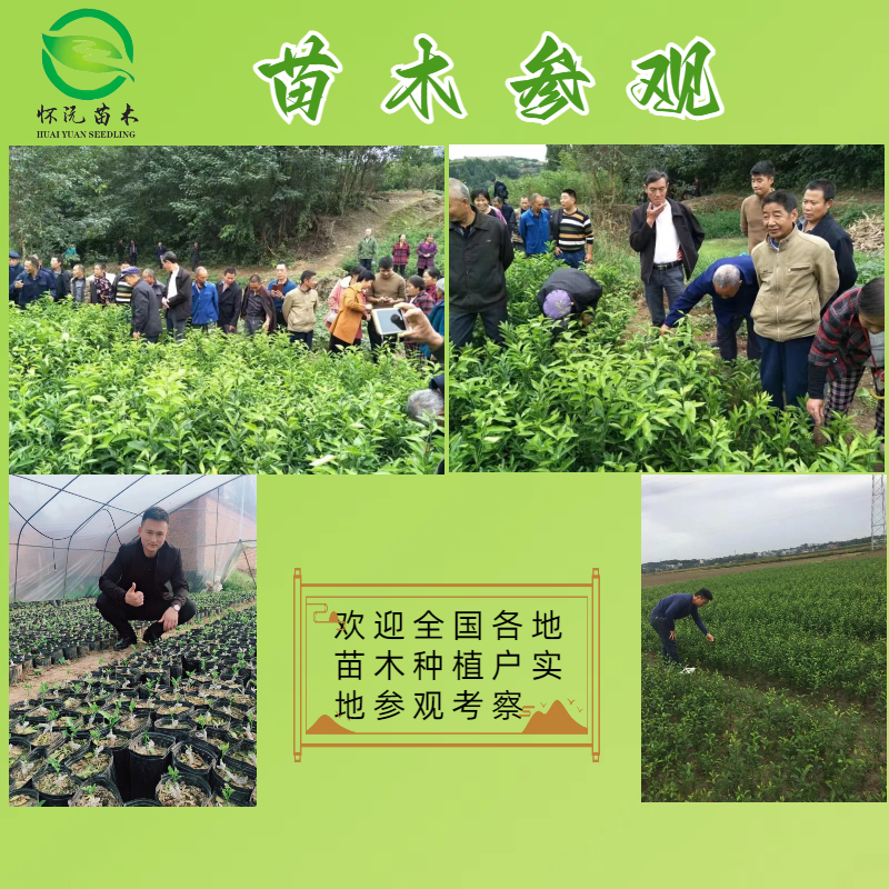 红心柚蜜柚苗黄金柚子嫁接苗产地直销【批发】技术指导