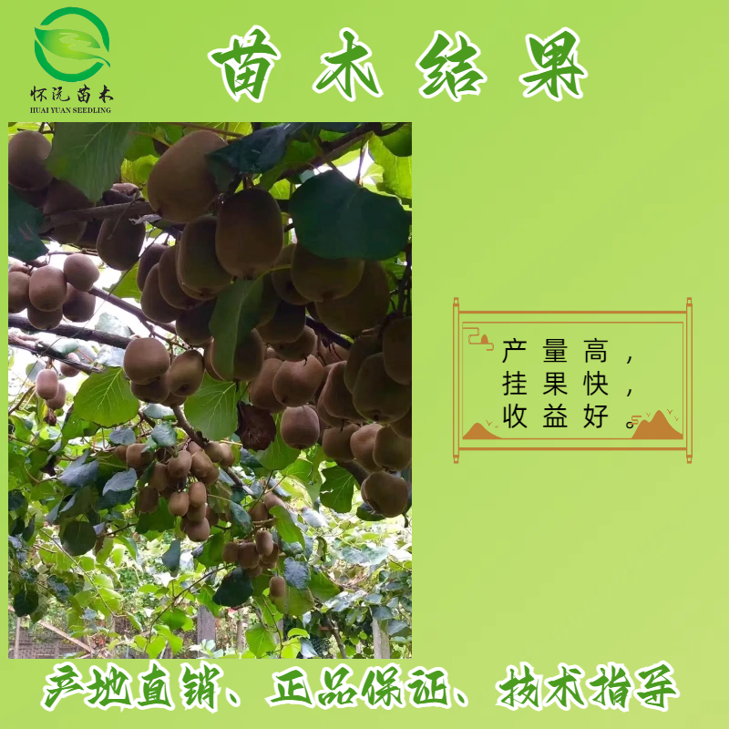 红心猕猴桃苗猕猴桃树苗嫁接苗产地直销【批发】技术指导