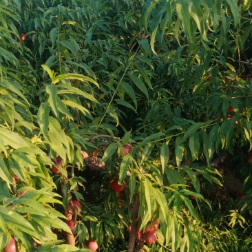 珍珠枣油桃