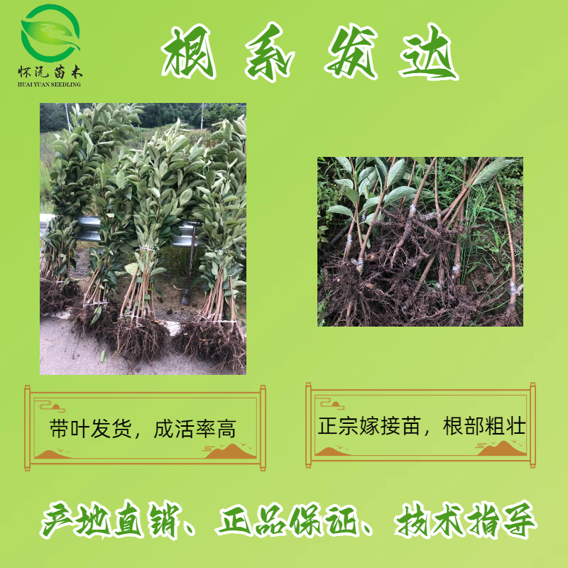 脆柿苗柿子苗无核甜柿嫁接苗产地直销【批发】技术指导
