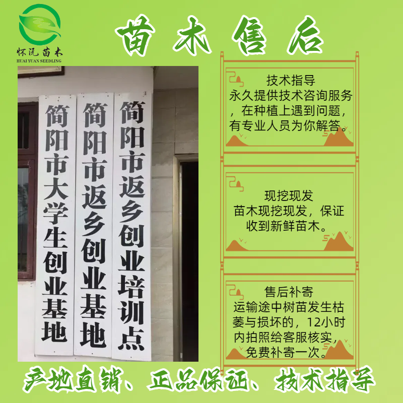 脆柿苗柿子苗无核甜柿嫁接苗产地直销【批发】技术指导
