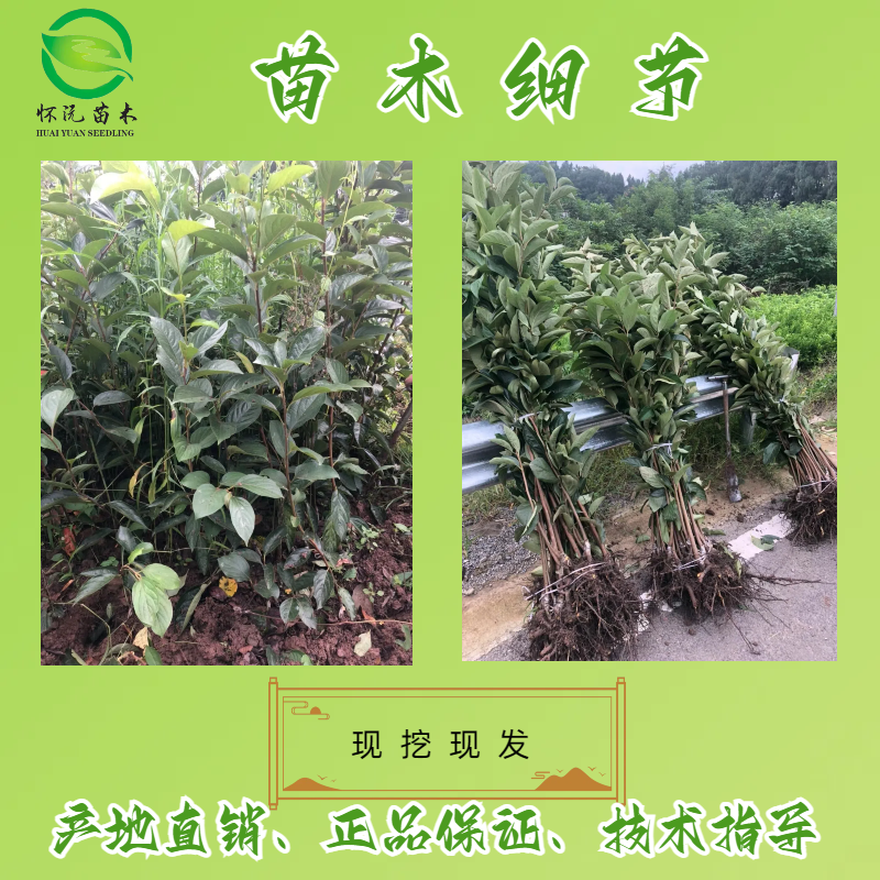 脆柿苗柿子苗无核甜柿嫁接苗产地直销【批发】技术指导