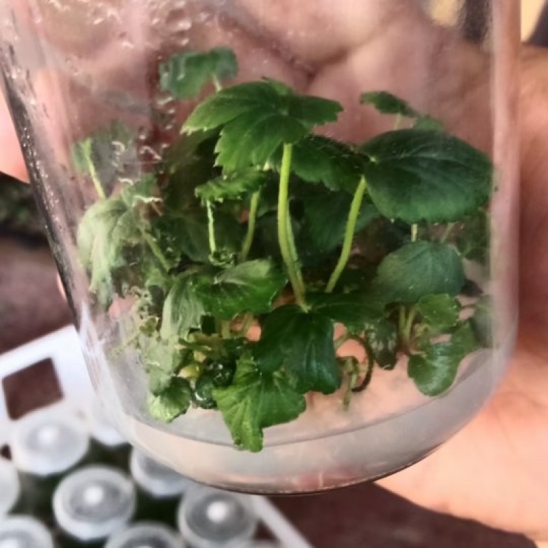 妙香七号脱毒原种苗生产苗