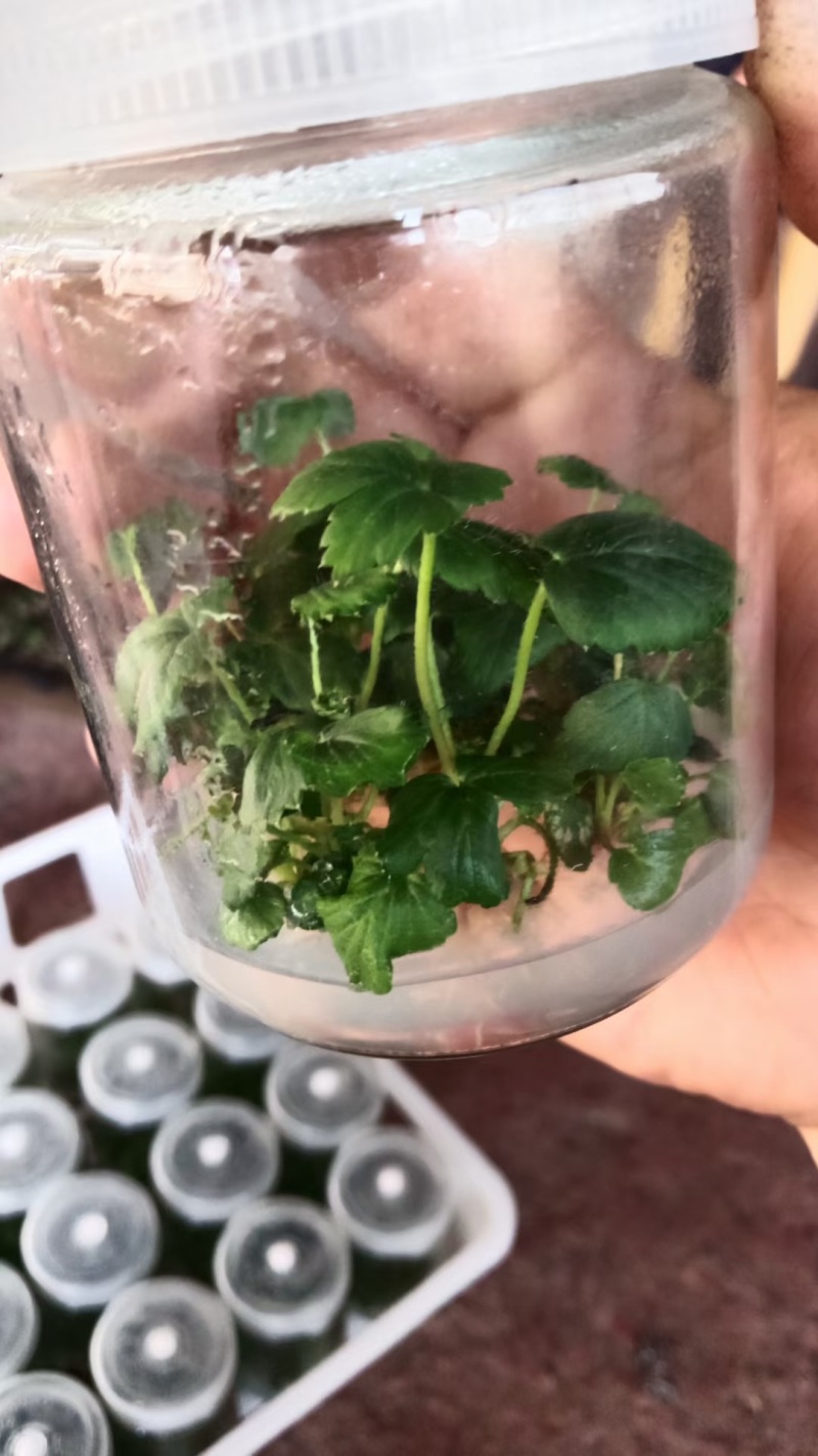 妙香七号脱毒原种苗生产苗