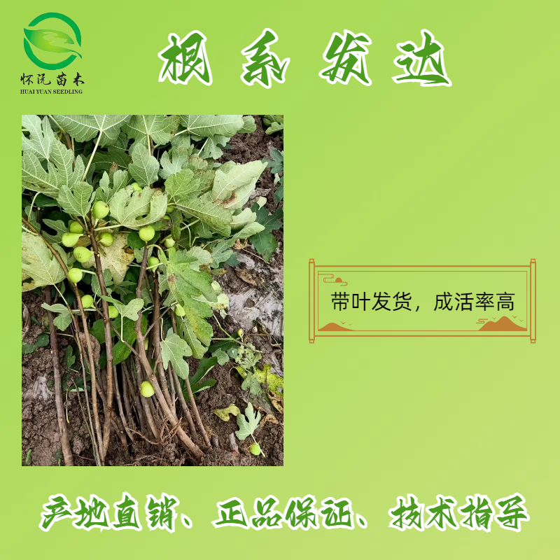 无花果树苗波姬红苗嫁接苗产地直销【批发】技术指导