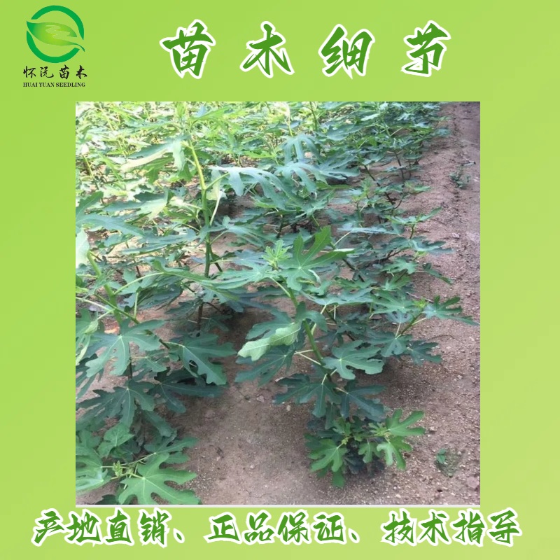 无花果树苗波姬红苗嫁接苗产地直销【批发】技术指导