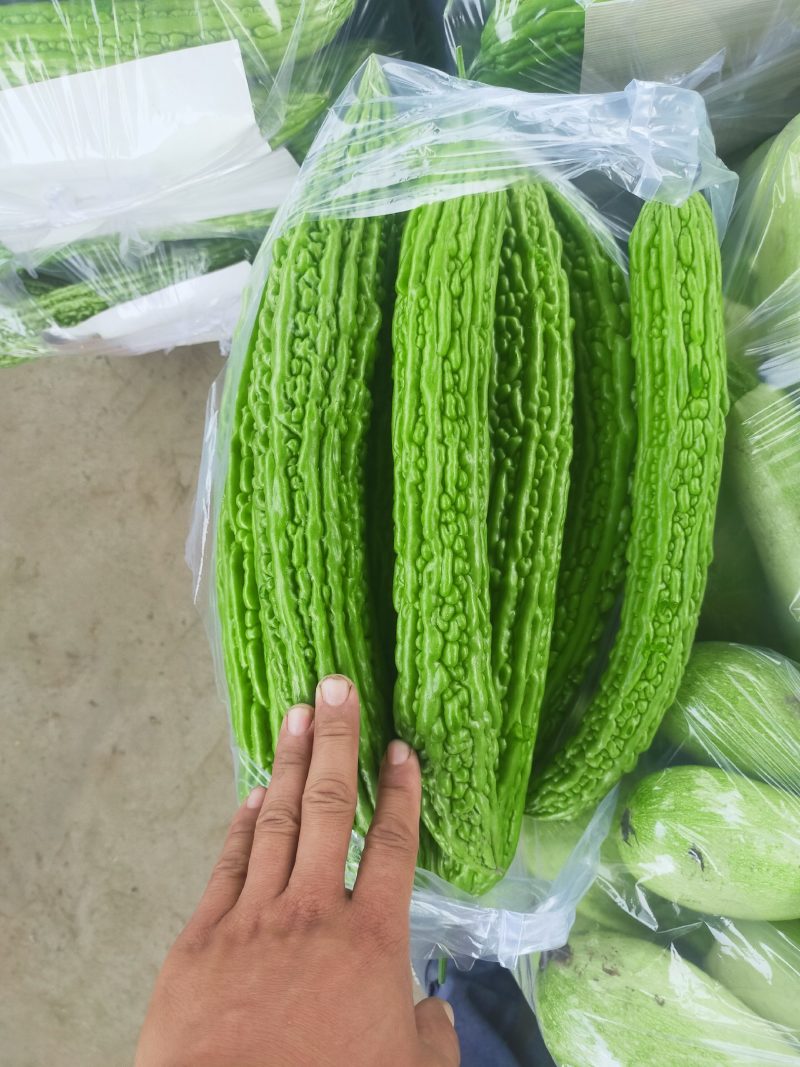 本地绿皮苦瓜大量上市质量好，可供电商超市，可视频看货