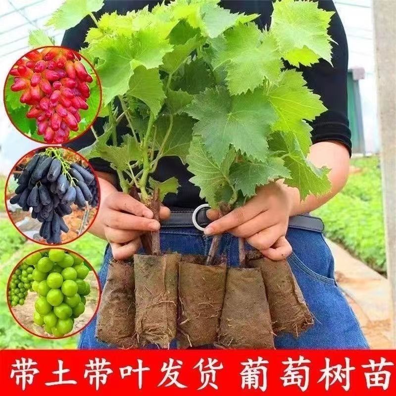 阳光玫瑰蓝宝石各品种营养杯苗原盆原土带叶发货