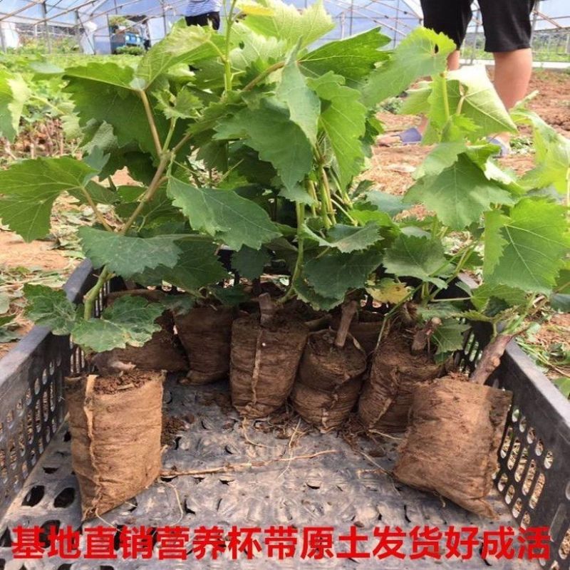阳光玫瑰蓝宝石各品种营养杯苗原盆原土带叶发货