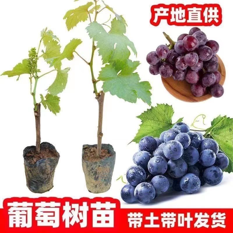 阳光玫瑰蓝宝石各品种营养杯苗原盆原土带叶发货