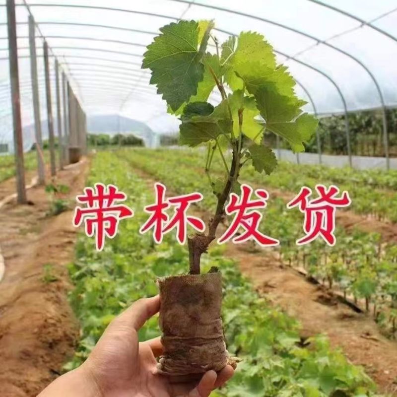 阳光玫瑰蓝宝石各品种营养杯苗原盆原土带叶发货