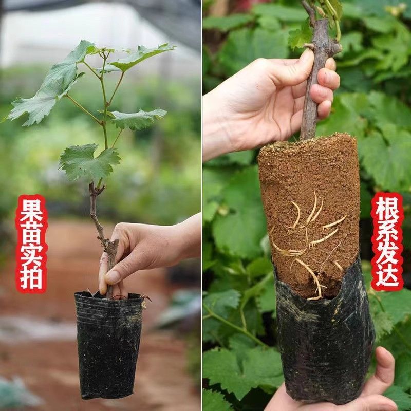 阳光玫瑰蓝宝石各品种营养杯苗原盆原土带叶发货