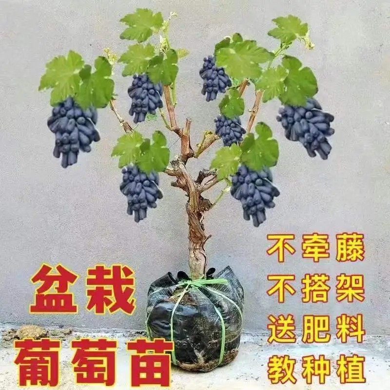 阳光玫瑰蓝宝石各品种营养杯苗原盆原土带叶发货