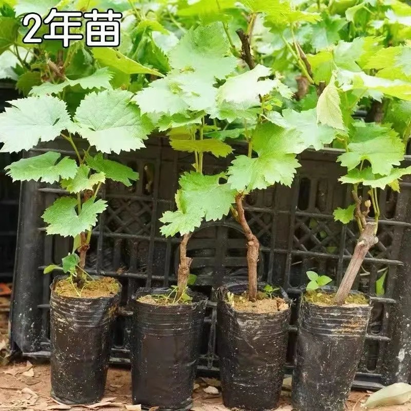 阳光玫瑰蓝宝石各品种营养杯苗原盆原土带叶发货