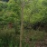 海南黄花梨树，米径5cm，户外种植。