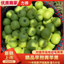 四川凉山精品青苹果新鲜上市口感好品相好产地直供发全国市场