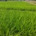 麦冬麦冬草方盘基地直供绿化苗木地被草坪