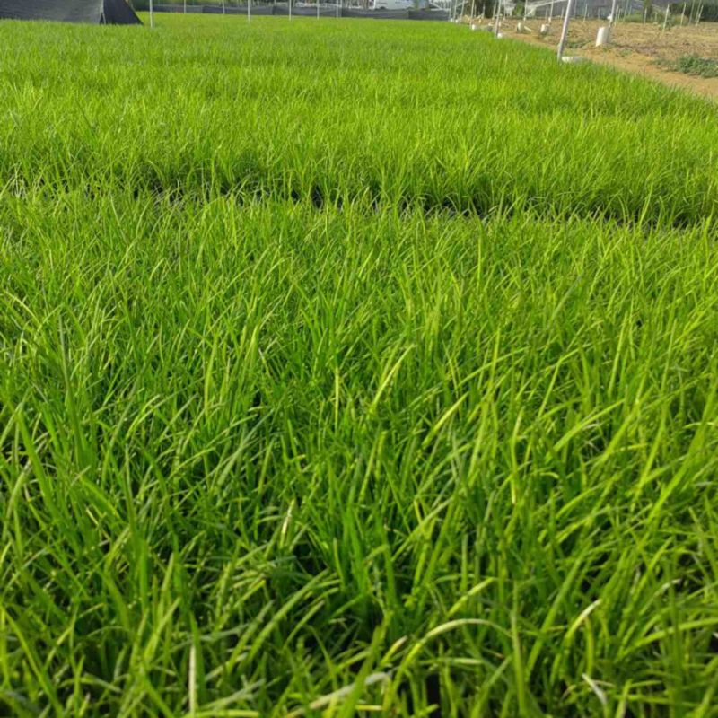 麦冬麦冬草方盘基地直供绿化苗木地被草坪