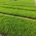 麦冬麦冬草方盘基地直供绿化苗木地被草坪