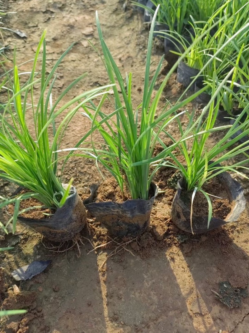 麦冬麦冬草方盘基地直供绿化苗木地被草坪