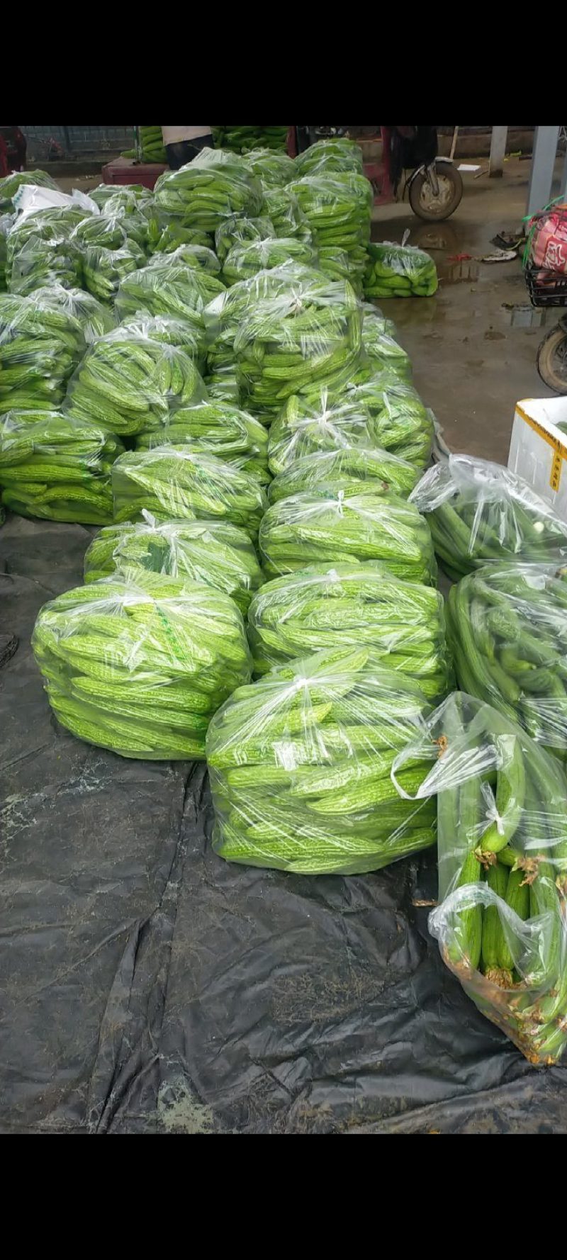 本地绿皮苦瓜大量上市质量好，可供电商超市，可视频看货