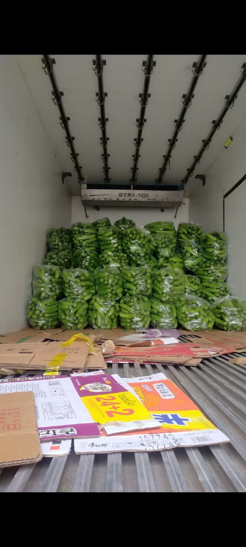 本地绿皮苦瓜大量上市质量好，可供电商超市，可视频看货