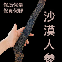 阿拉善秋季油肉苁蓉