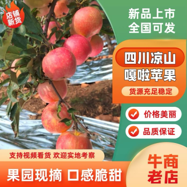 四川凉山苹果嘎啦苹果新鲜上市现摘先发品质好价格实惠