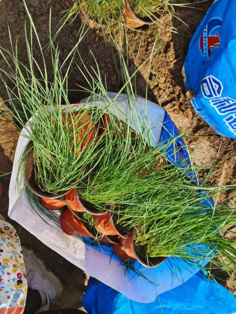 粉黛乱子草花海用苗基地发货可提供技术指导