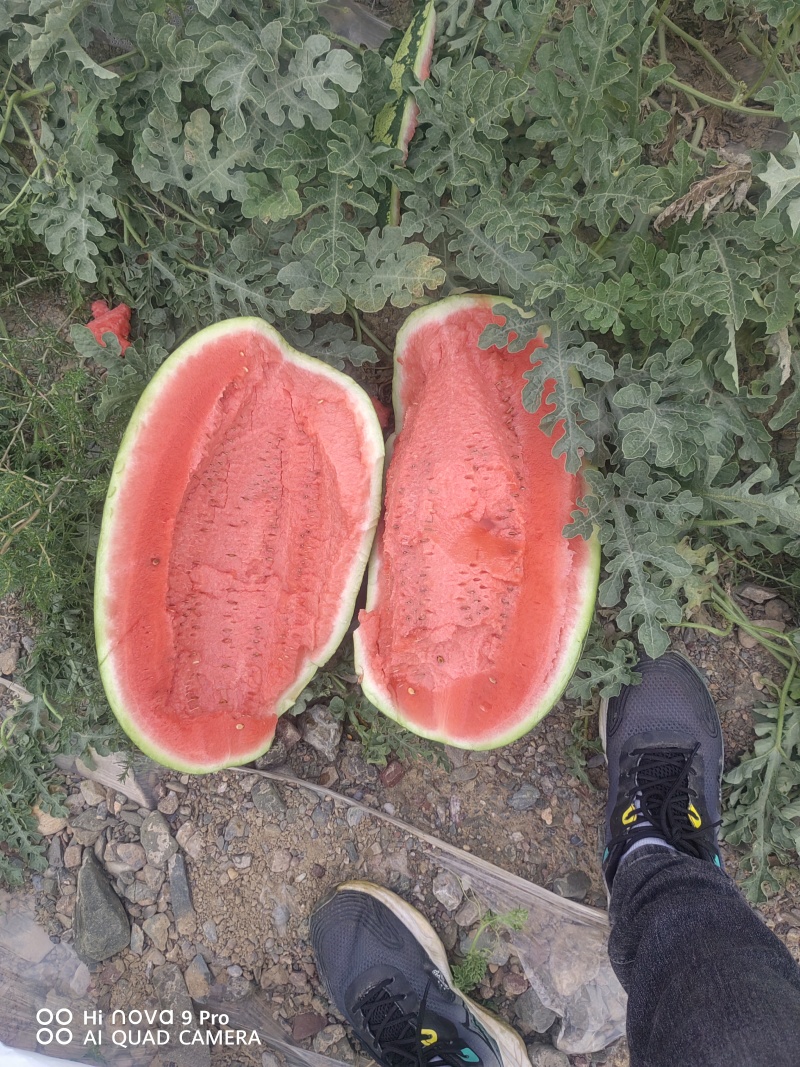宁夏硒砂瓜大量供应价格不高，有需要的联系我