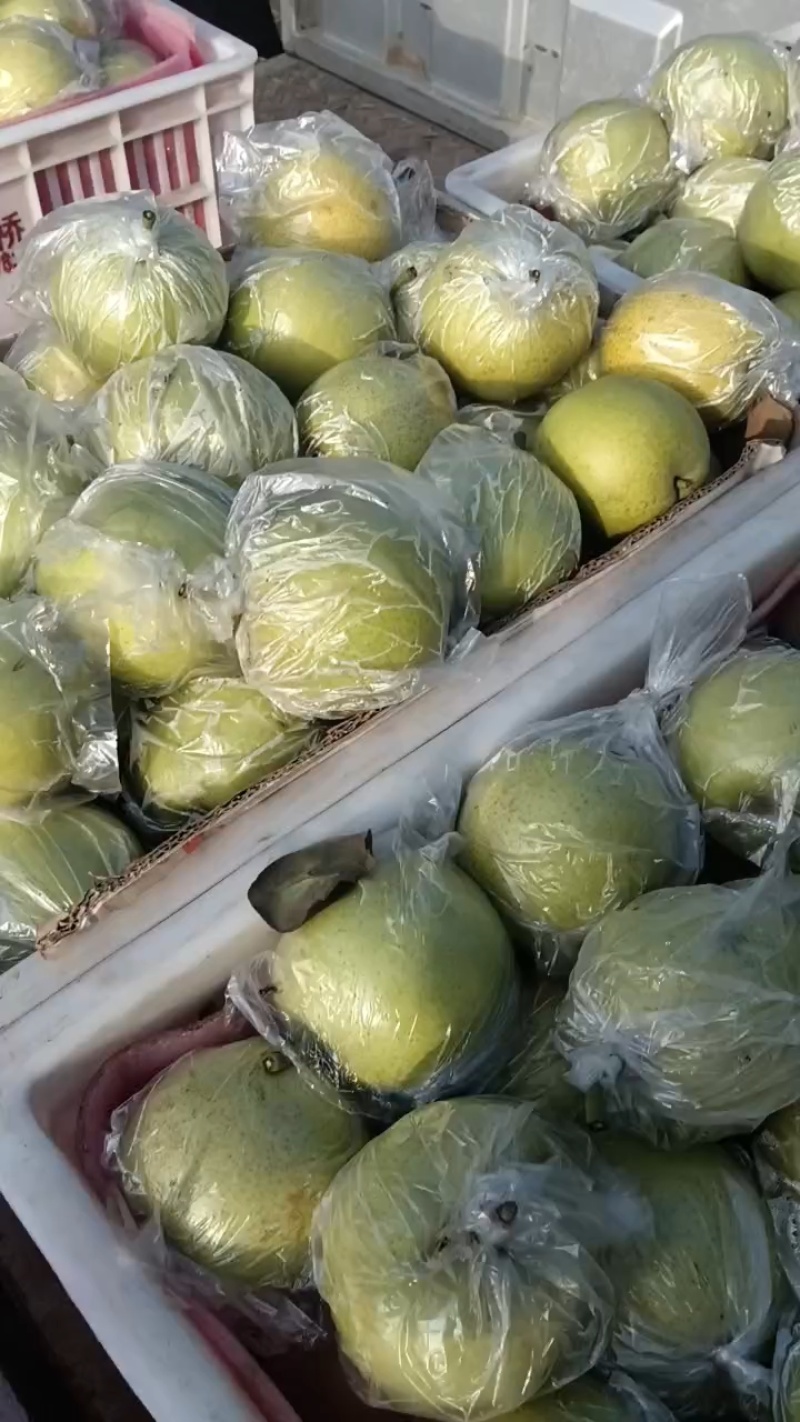 大沙河皇冠梨