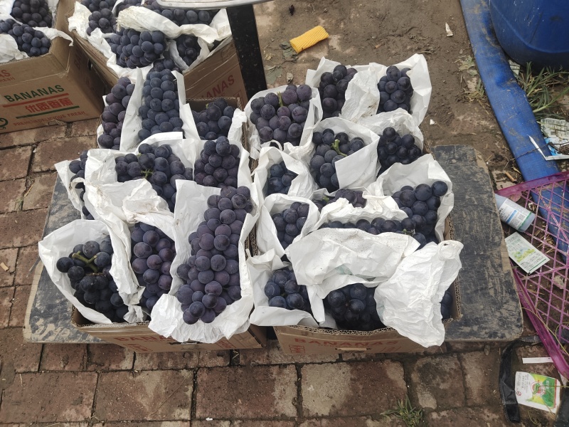 葡萄精品葡萄