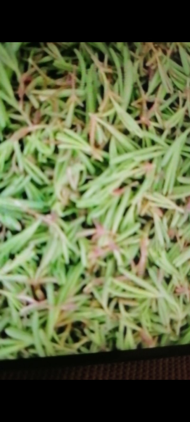 碱蓬菜