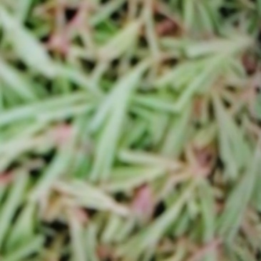碱蓬菜